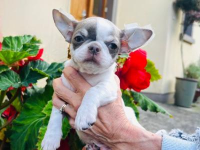 Pedigree IKC Registered(pending) male Chihuahua puppy in Waterford