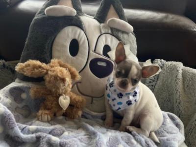 Pedigree IKC Registered(pending) male Chihuahua puppy in Waterford