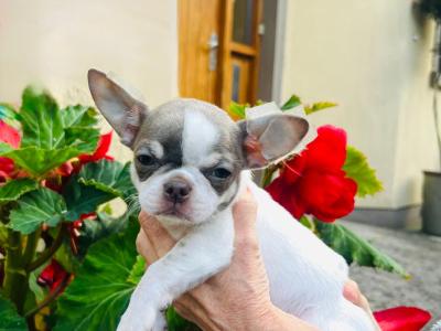Pedigree IKC Registered(pending) male Chihuahua puppy in Waterford