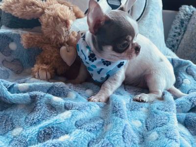 Pedigree IKC Registered(pending) male Chihuahua puppy in Waterford
