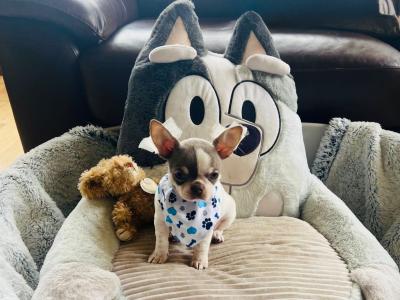 Pedigree IKC Registered(pending) male Chihuahua puppy in Waterford