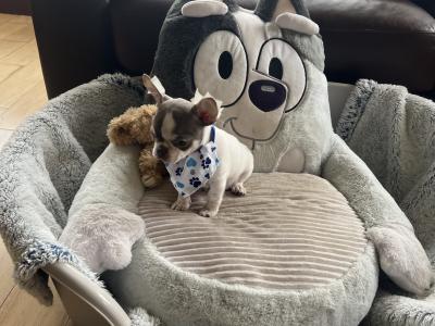 Pedigree IKC Registered(pending) male Chihuahua puppy in Waterford