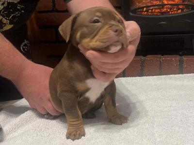 Pocket Bully puppies in Kerry 🔥🔥 €1500 to €2000