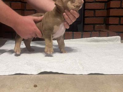 Pocket Bully puppies in Kerry 🔥🔥 €1500 to €2000