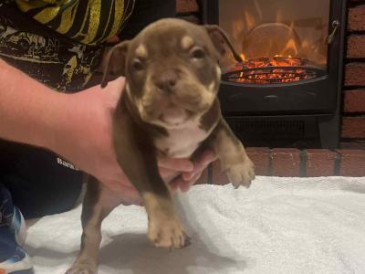 Pocket Bully puppies in Kerry 🔥🔥 €1500 to €2000