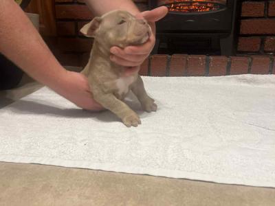 Pocket Bully puppies in Kerry 🔥🔥 €1500 to €2000