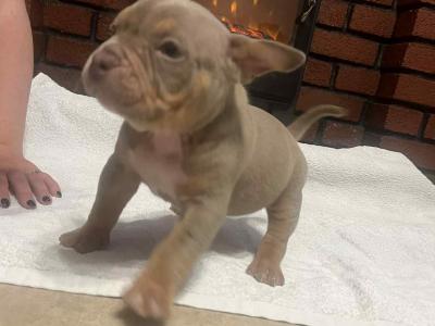 Pocket Bully puppies in Kerry 🔥🔥 €1500 to €2000