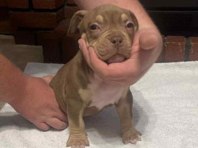 Pocket Bully puppies in Kerry 🔥🔥 €1500 to €2000