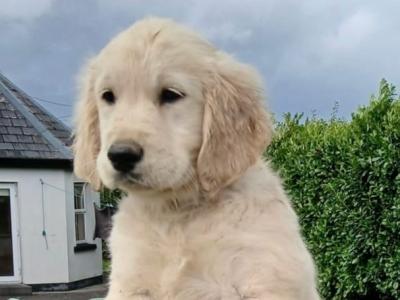 Golden Retriever x Red Setter female puppies available in Roscommon