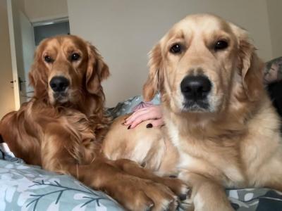 Golden Retriever x Red Setter female puppies available in Roscommon