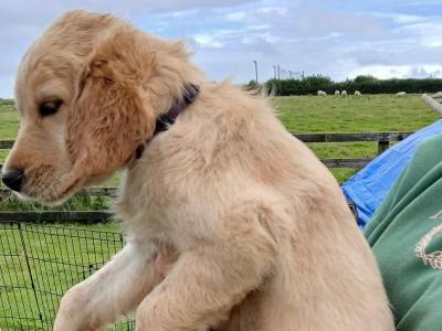 Golden Retriever x Red Setter female puppies available in Roscommon