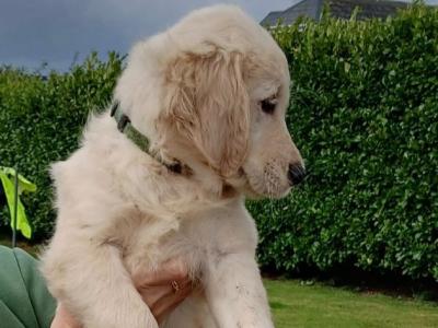 Golden Retriever x Red Setter female puppies available in Roscommon