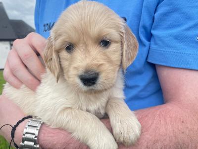 Golden Retriever x Red Setter female puppies available in Roscommon