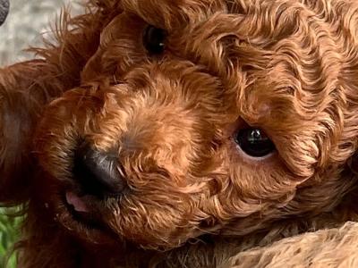 Toy Poodle females and male puppies in Galway