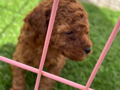 Toy Poodle females and male puppies in Galway