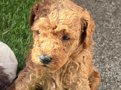 Toy Poodle females and male puppies in Galway