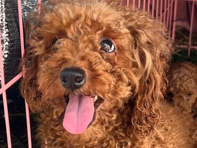 Toy Poodle females and male puppies in Galway