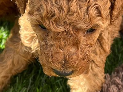 Toy Poodle females and male puppies in Galway