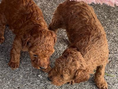 Toy Poodle females and male puppies in Galway