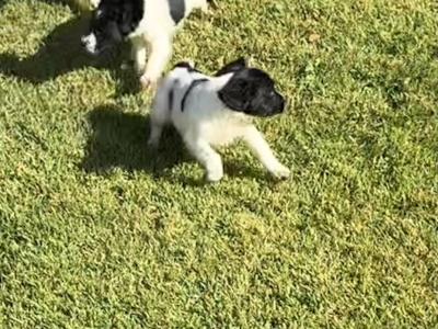 Springer Spaniel puppies from good working line in Tipperary