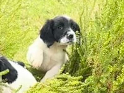Springer Spaniel puppies from good working line in Tipperary
