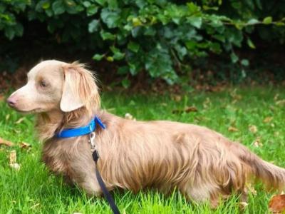 Rare Dachshund puppies in Dublin