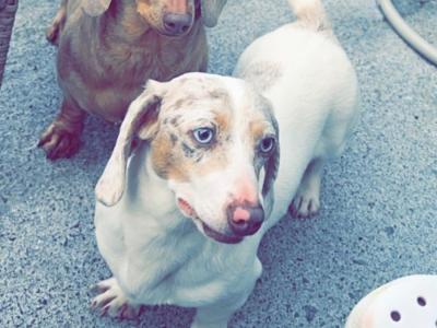 Rare Dachshund puppies in Dublin