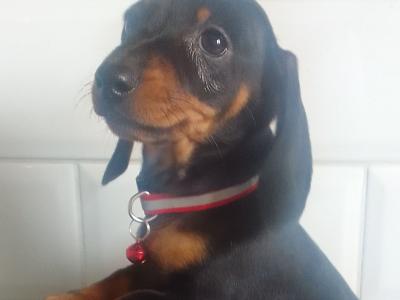Adorable dashound Ikc male pup available in  lapis one male one femail