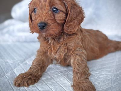 Super cute little male Cavapoo puppy in Wexford