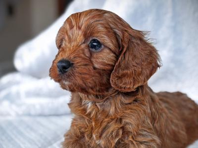 Super cute little male Cavapoo puppy in Wexford
