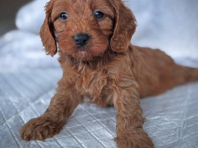 Super cute little male Cavapoo puppy in Wexford