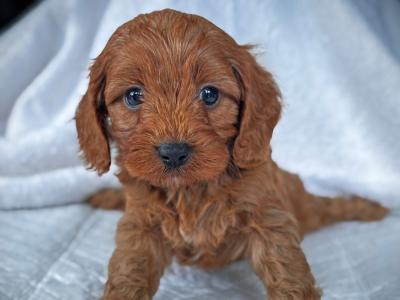 Super cute little male Cavapoo puppy in Wexford