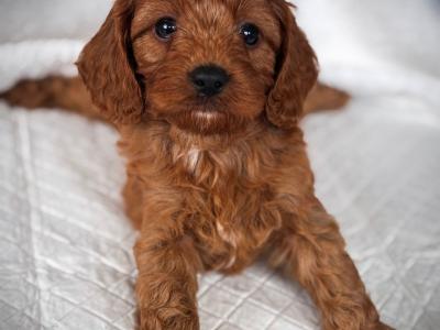 Super cute little male Cavapoo puppy in Wexford