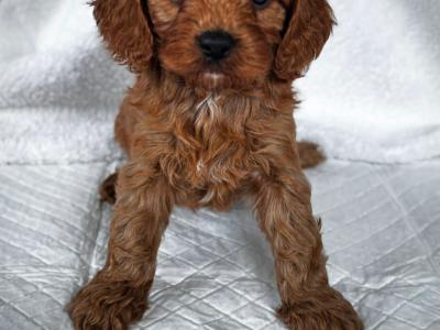 Super cute little male Cavapoo puppy in Wexford