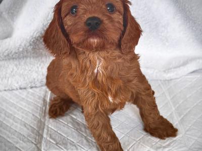 Super cute little male Cavapoo puppy in Wexford