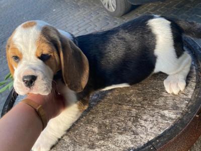 IKC Registered Purebred female Beagle puppy 14 months old in Roscommon