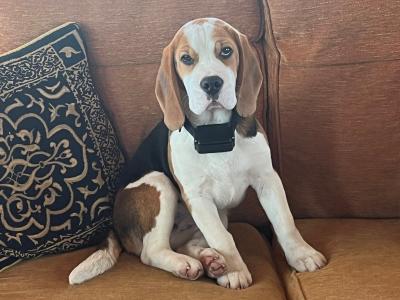 IKC Registered Purebred female Beagle puppy 14 months old in Roscommon