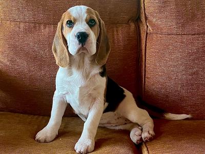 IKC Registered Purebred female Beagle puppy 14 months old in Roscommon
