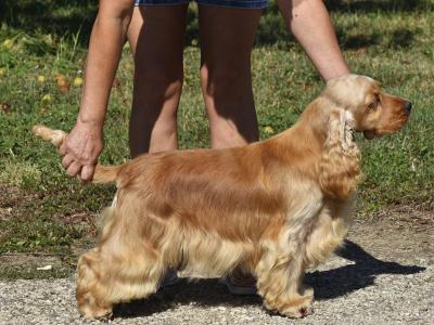IKC Registered Champion English Cocker Spaniel puppies in Offaly