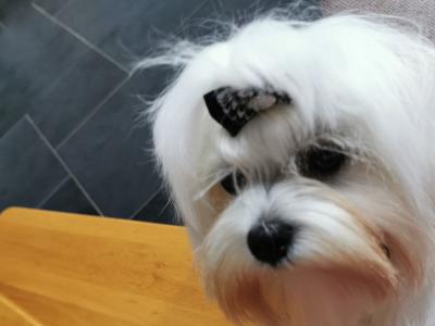IKC Registered male Maltese puppy 9 months old in Laois