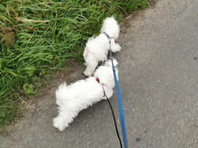 IKC Registered male Maltese puppy 9 months old in Laois