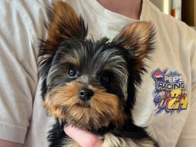 Charming male Teacup Yorkshire Terrier puppy for sale in Tipperary. Active, Playful & Lovable!