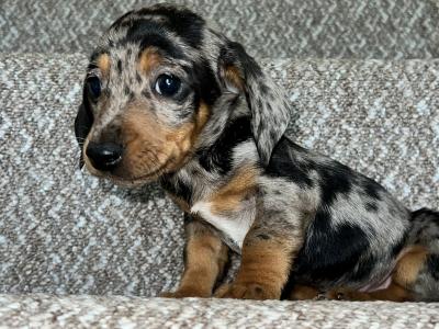 Miniature male Dapple Dachshund puppy in Tyrone