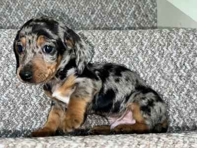 Miniature male Dapple Dachshund puppy in Tyrone