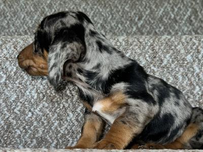 Miniature male Dapple Dachshund puppy in Tyrone
