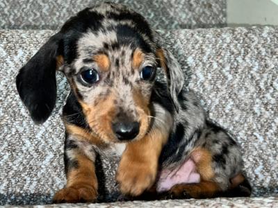 Miniature male Dapple Dachshund puppy in Tyrone
