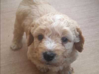 Maltipoochon puppies in Offaly