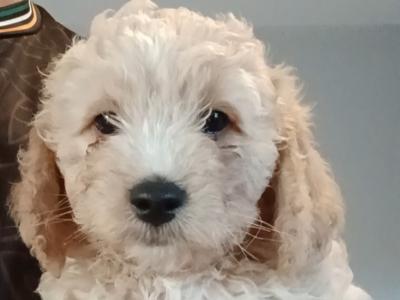 Maltipoochon puppies in Offaly