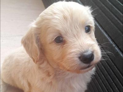Maltipoochon puppies in Offaly