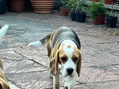 IKC Registered Purebred female Beagle puppy 14 months old in Roscommon